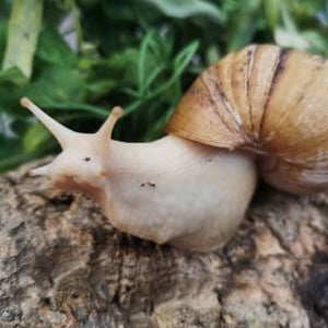 African Giant Snail 5