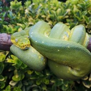 Tyrell - Green Tree Python 7