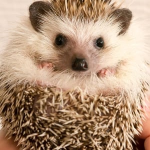 Hedgehog