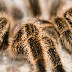 tarantula