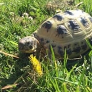 Timotina the tortoise