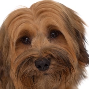 Logie - The Tibetan Terrier