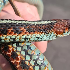 California red-sided Garter Snake