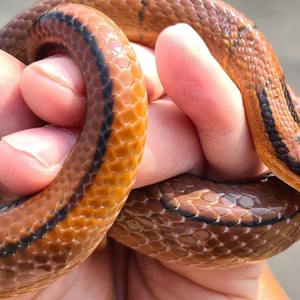 Oreo, our Bamboo Rat Snake