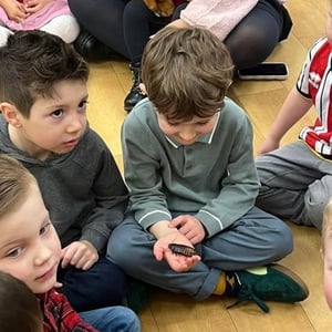 Madagascan Hissing Cockroach