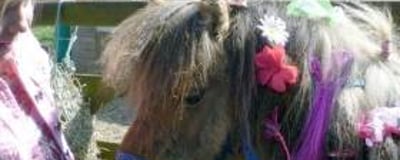 Stanwick Party Ponies