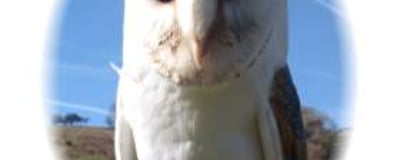 Barn Owl
