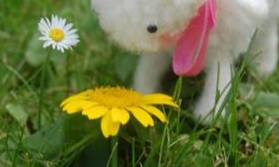 Hey Doll! Craft Parties