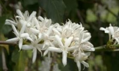 Mariners Coffee Merchants