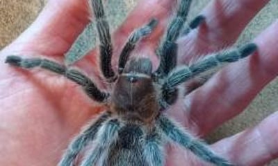 Lion Learners East Midlands