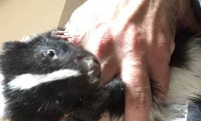 Critters Interactive Animal Encounters