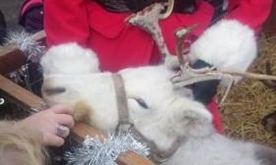 Ark Animal Encounters