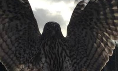 Kintail Birds of Prey Argyll