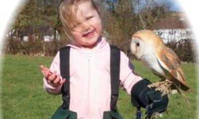 Carmarthenshire Falconry