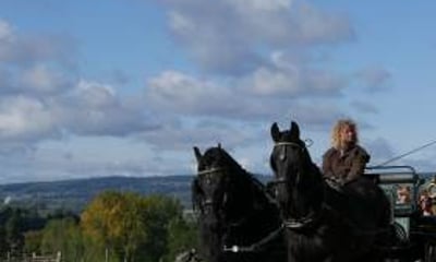 Film Horses and Carriages