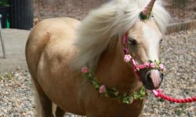 Happy Hooves Burnopfield