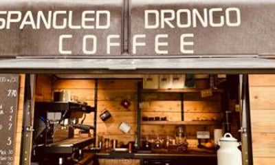 Spangled drongo coffee