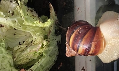 All Creatures Animal Experience