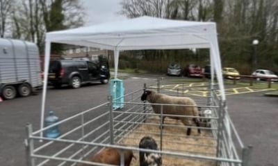 Educational Visits with our Mobile Farm