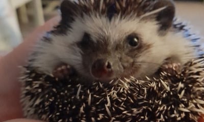 Meet our amazing animals at your party