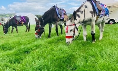 Emma’s donkeys Llanidloes. Happy healthy beach donkeys. 