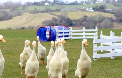 Duck Herding