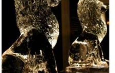 Lions to make a grand entrance