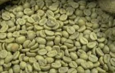 ... to Extract the Green Coffee Beans.