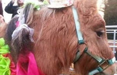 Stanwick Party Ponies