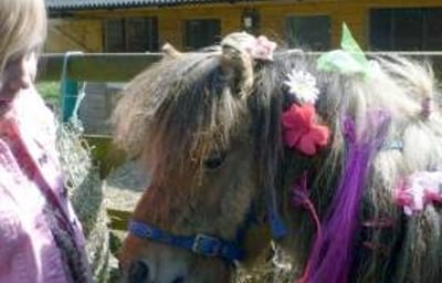 Stanwick Party Ponies