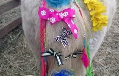 Stanwick Party Ponies