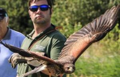 Falconry Exp Pic