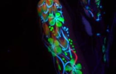 UV painting - Psytrance night - Frome