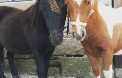 Cupcake and Jaffacake