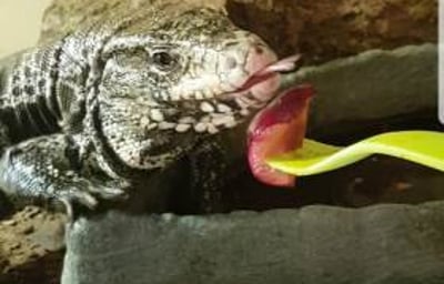 Dexter_Toms_Talking_Retiles_Tegu