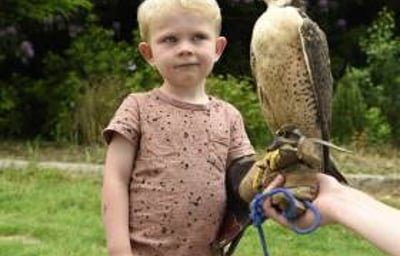 Handle Birds of Prey