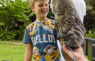 Handle Birds of Prey