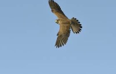 Aluna the Kestrel