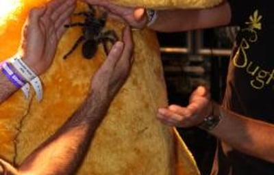 Pudsey Bear being brave with Bugfest - Wild and Deadly Show.