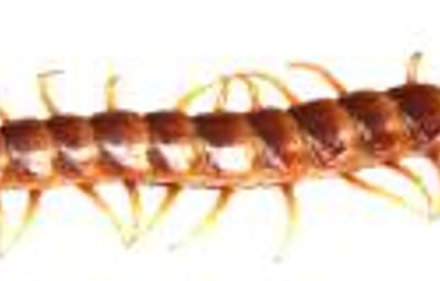 Giant bat eating centipede