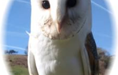 Barn Owl
