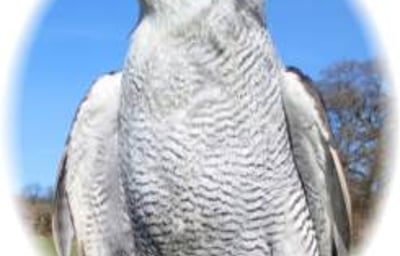 Goshawk