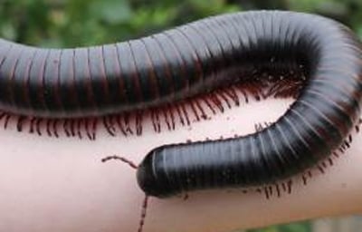 Marmalade the Giant African Train Millipede