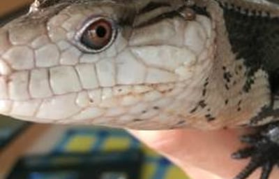 Charmander the Blue Tongue Skink