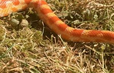 Fire the Corn Snake