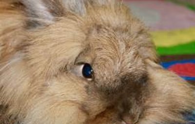Fluffy the Lionhead Rabbit