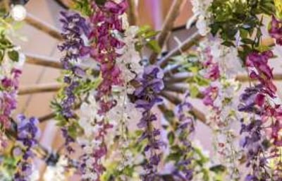 Wisteria_upclose