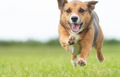 Your visit can include our very own 'Party Pooch', Chip! Perfect for SEN and care home visits - or for any other occasion!