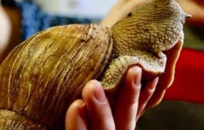 Meet the Worlds largest species of snail!