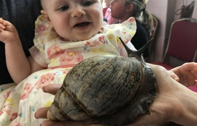 Slick the giant snail